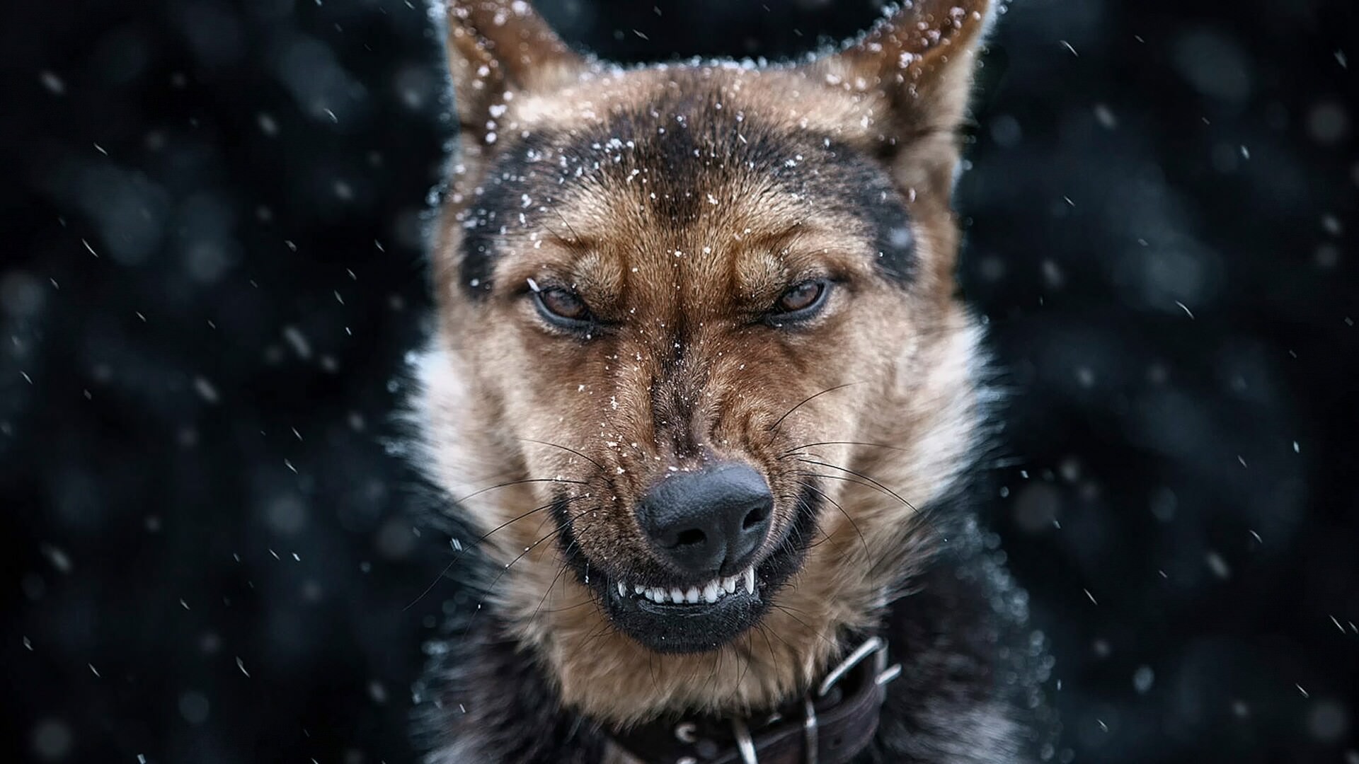Dog Bite Injury Lawyer